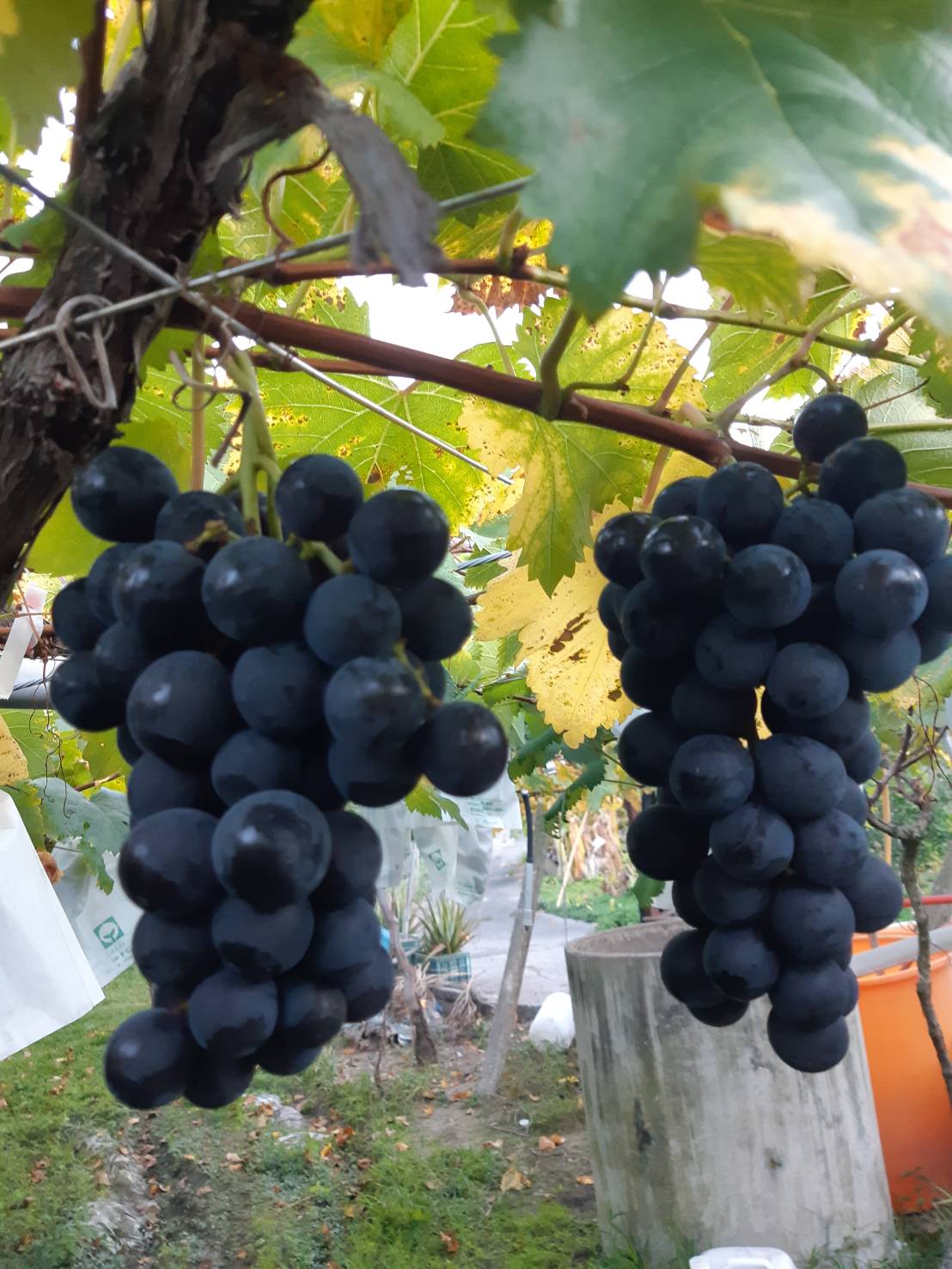 冬季葡萄開始採收，到農曆年，歡迎踏青採果